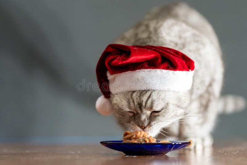 Cat in christmas hat eating on perfect gray background.