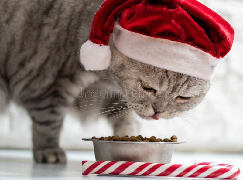 Cat in a christmas hat near a new year cane eating on a perfect gray background.