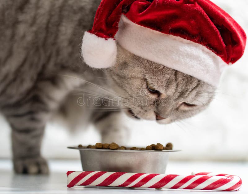 Cat in a christmas hat near a new year cane eating on a perfect gray background.