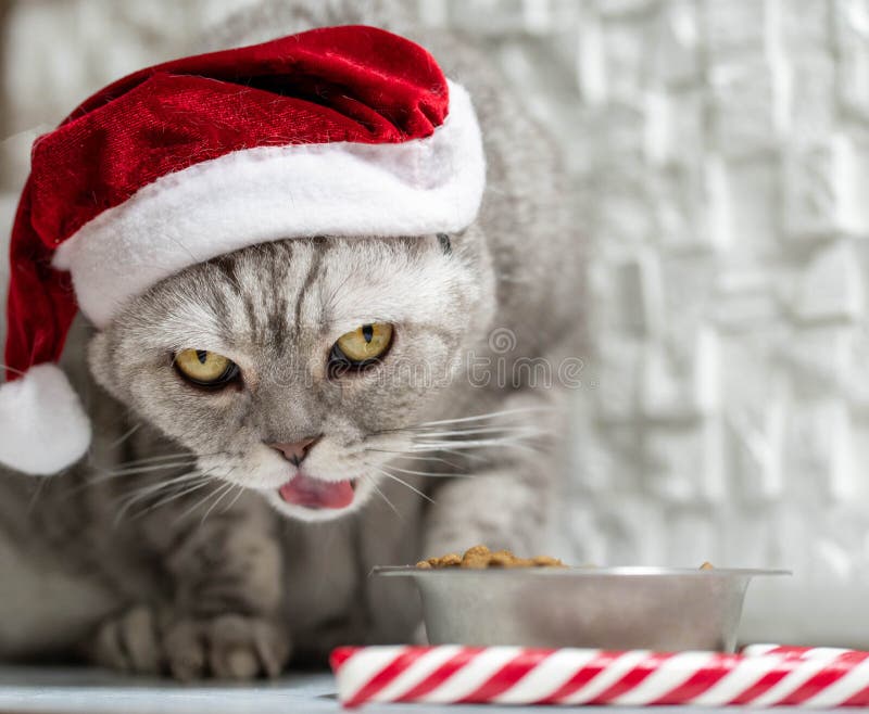 Cat in a christmas hat near a new year cane eating on a perfect gray background.