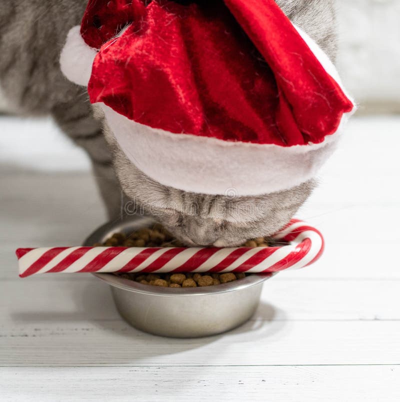 Cat in a christmas hat near a new year cane eating on a perfect gray background.