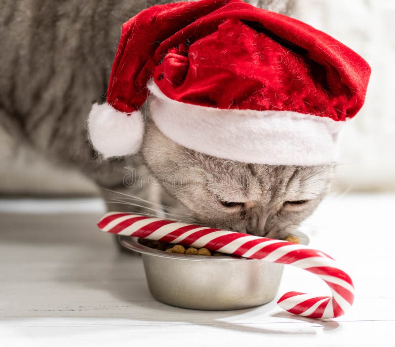 Cat in a christmas hat near a new year cane eating on a perfect gray background.