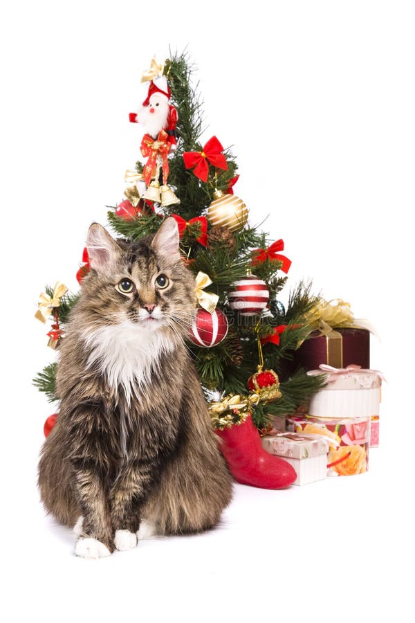 christmas tree cat profile picture