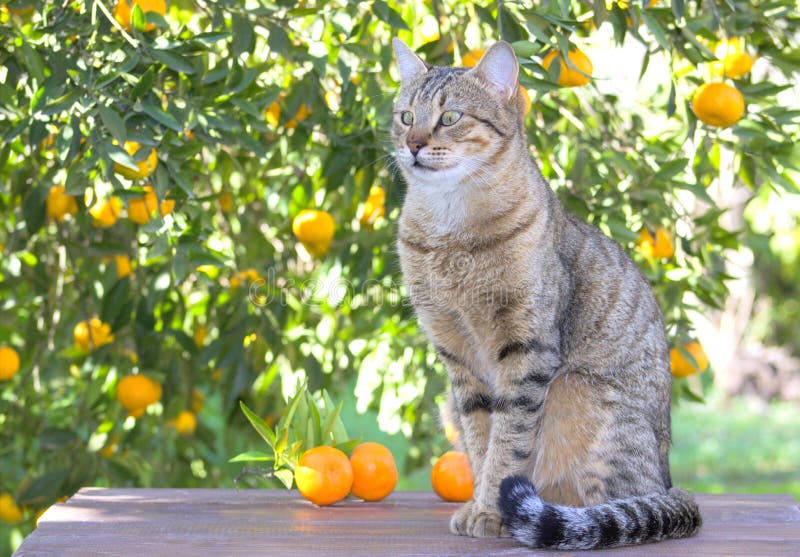 citrus and cats