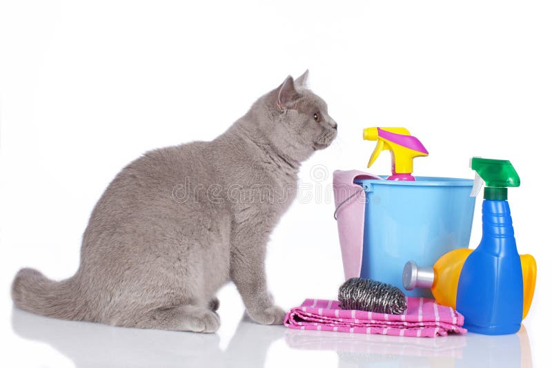 Cat Cleaning Agents Stock Photos Free & RoyaltyFree Stock Photos