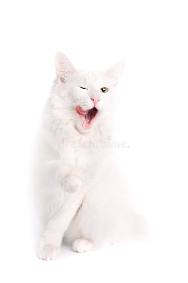 Cat cleaning herself stock image. Image of purebred, studio 9002019