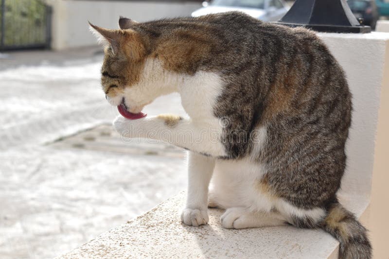 Cat cleaning itself. stock photo. Image of kitty, animal 271139280