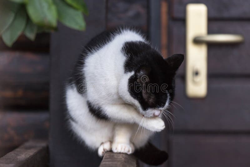 Black Cat Cleaning Herself Stock Photos Free & RoyaltyFree Stock