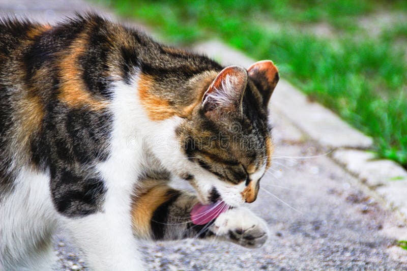 Cat cleans its paw tongue royalty free stock image Cat cleans its paw tongue royalty free stock image