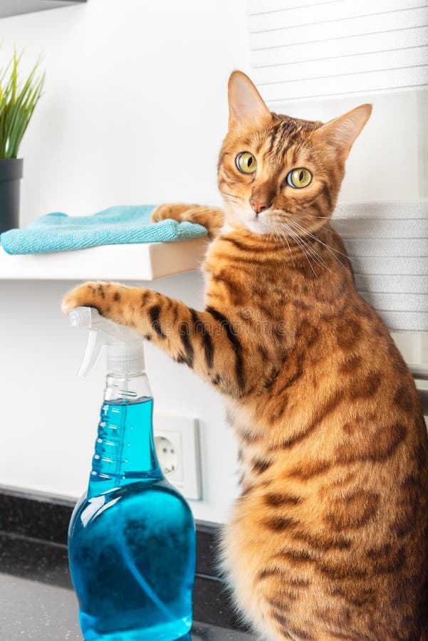 The Cat Cleans the Shelf with a Rag and Detergent in the House Stock