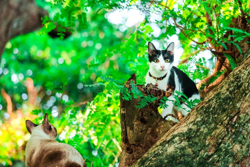 Cat Climb Trees To Catch Squirrels. but it Can Not Climb Down Stock
