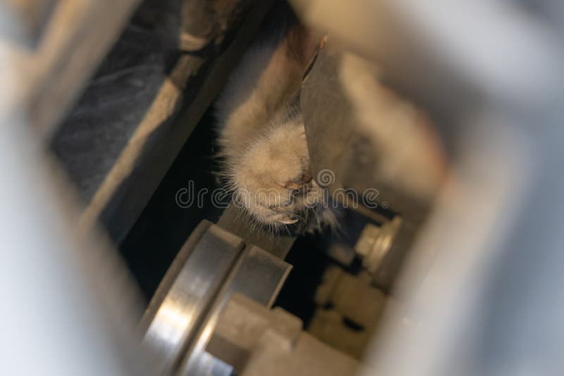 Cat Climbed Under the Hood of the Car and Got Stuck in the Drive Belt