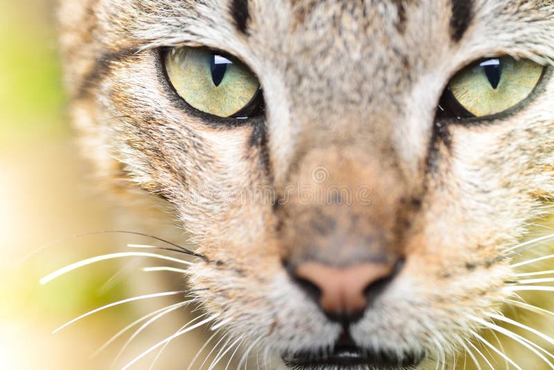 Cat close up