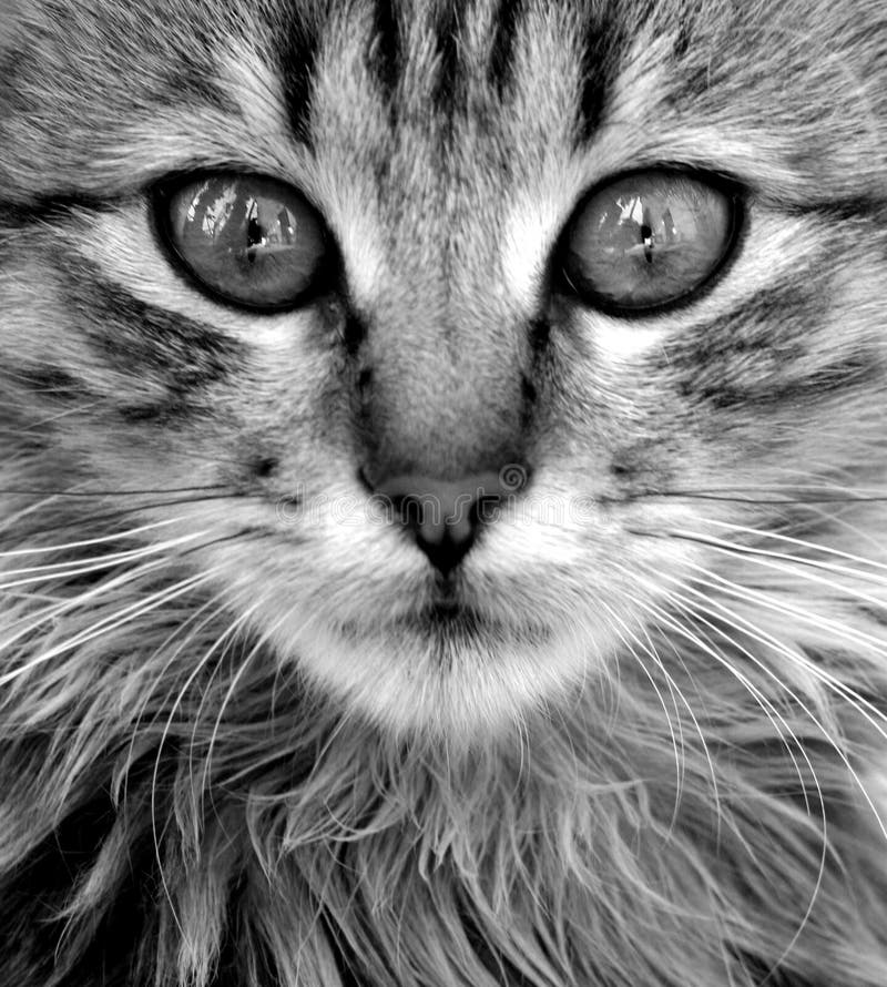 Cat close-up