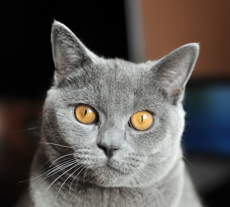 Cat close-up portrait