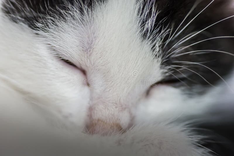 Cat with Closed Eyes Detail Stock Image Image of animal, small 195685379