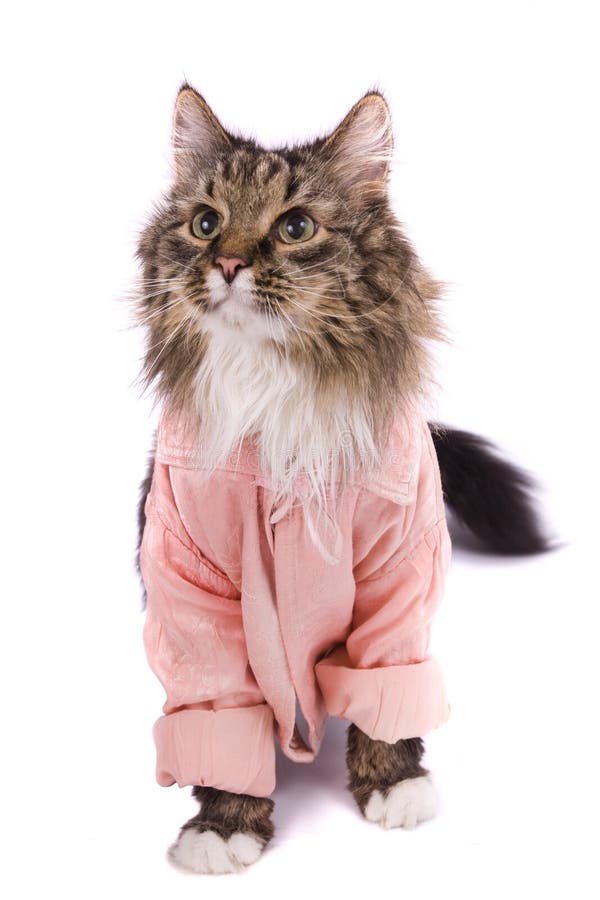 Cat clothed pink bathrobe