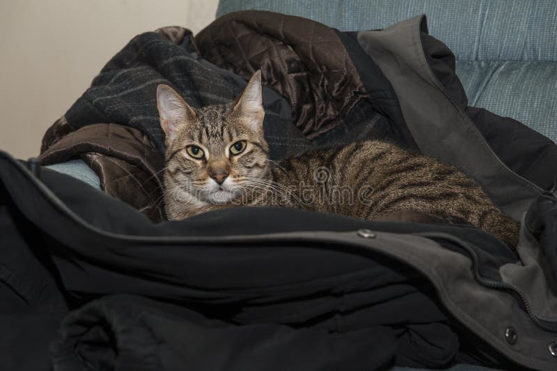 Cat in the Coat stock image. Image of staring, looking 65065005