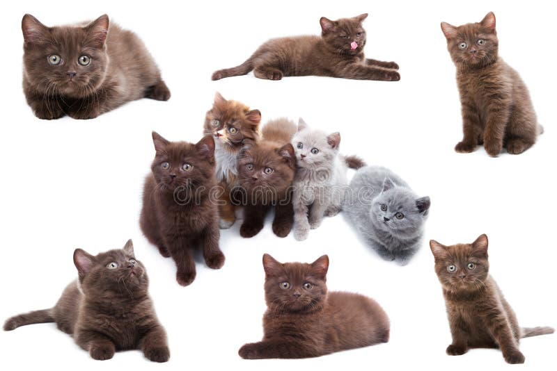 Cat collection on white background