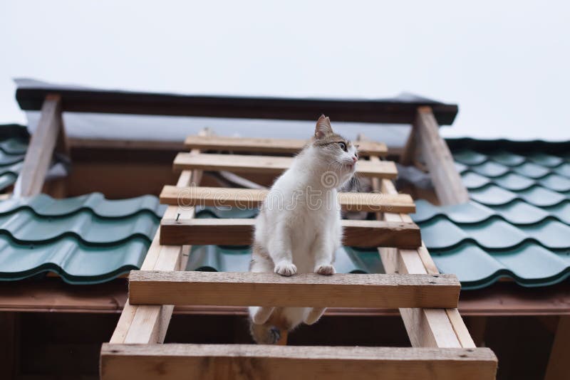Cat Comes Down from the Roof Stock Photo Image of roof, kitty 189908924