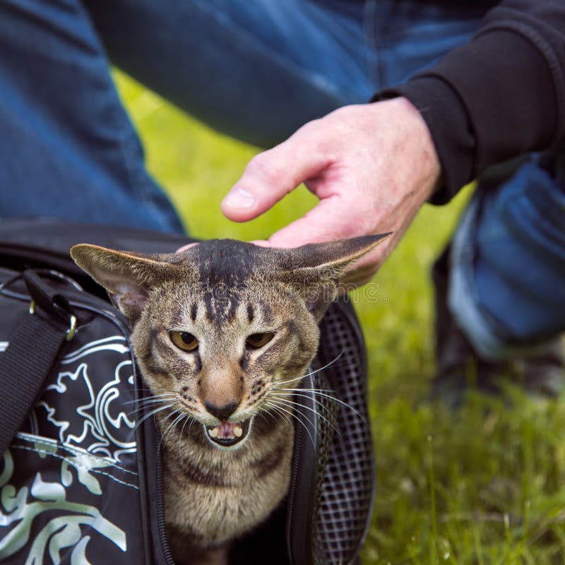Cat Comes Out Carrying Case Stock Photos Free & RoyaltyFree Stock