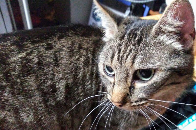 Cat in contemplation royalty free stock photography Cat in contemplation royalty free stock photography