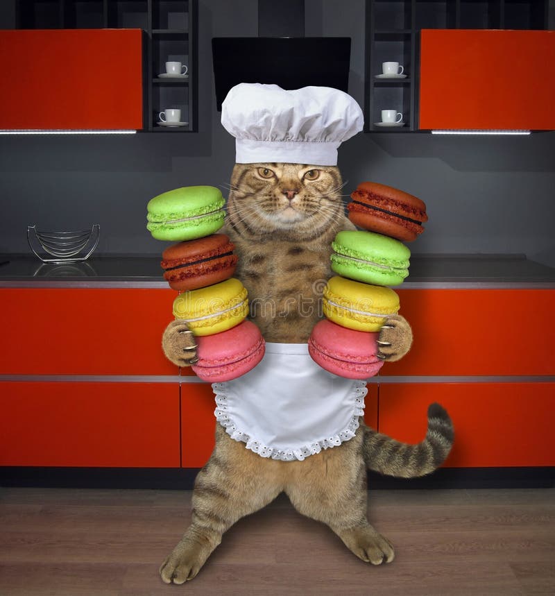 Cat cook. Котик повар. Кот в поварском колпаке. Кот в поварском колпаке Мем. Кот в поварской шапке.