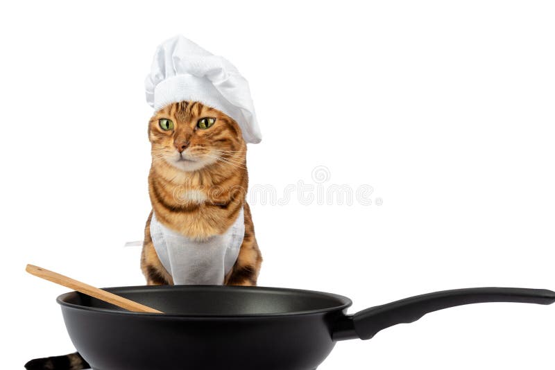 cat in a pan