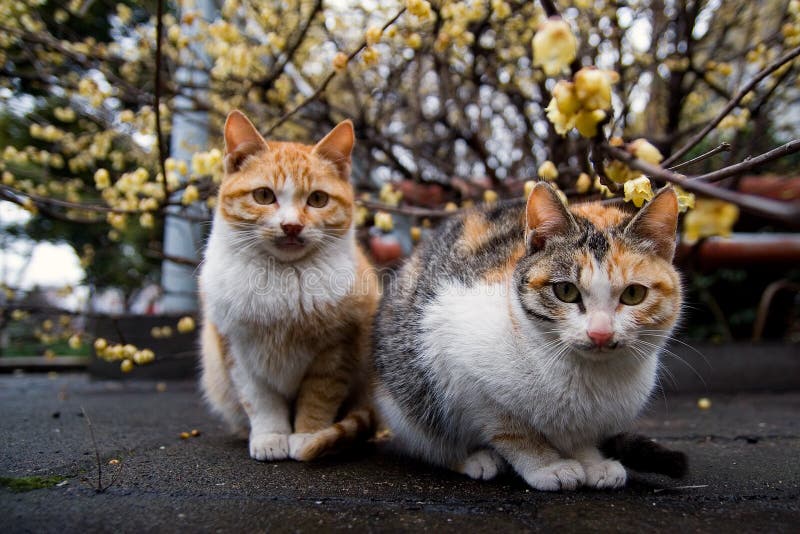 Cats looks like a couple under the plum blossom. Cats looks like a couple under the plum blossom