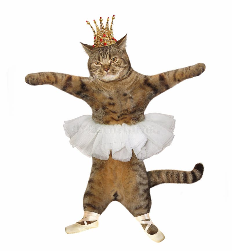 Cat Dancing Stock Photo - Image of ballerina, dream: 129613612