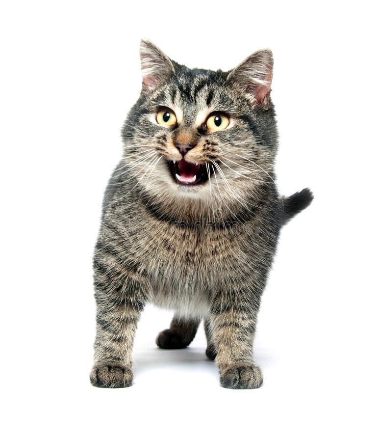 Cat Crying on White Background Stock Image Image of animal, mammal