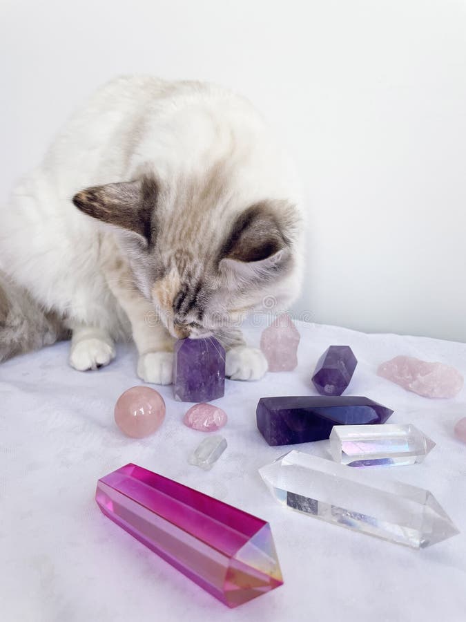 Energy Healing Pets Stock Photos Free & RoyaltyFree Stock Photos