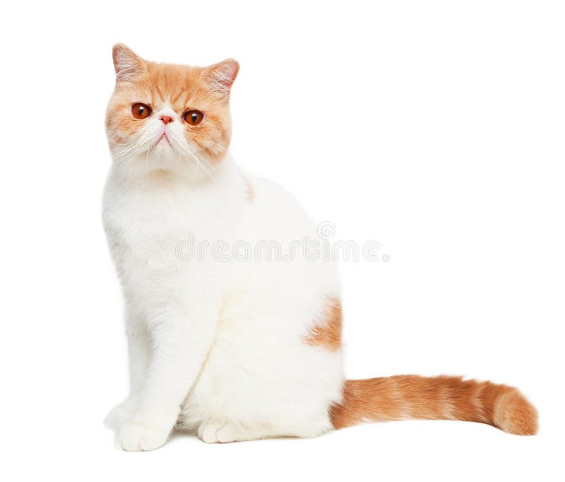 cat cute στοκ φωτογραφία με δικαίωμα ελεύθερης χρήσης cat cute στοκ φωτογραφία με δικαίωμα ελεύθερης χρήσης