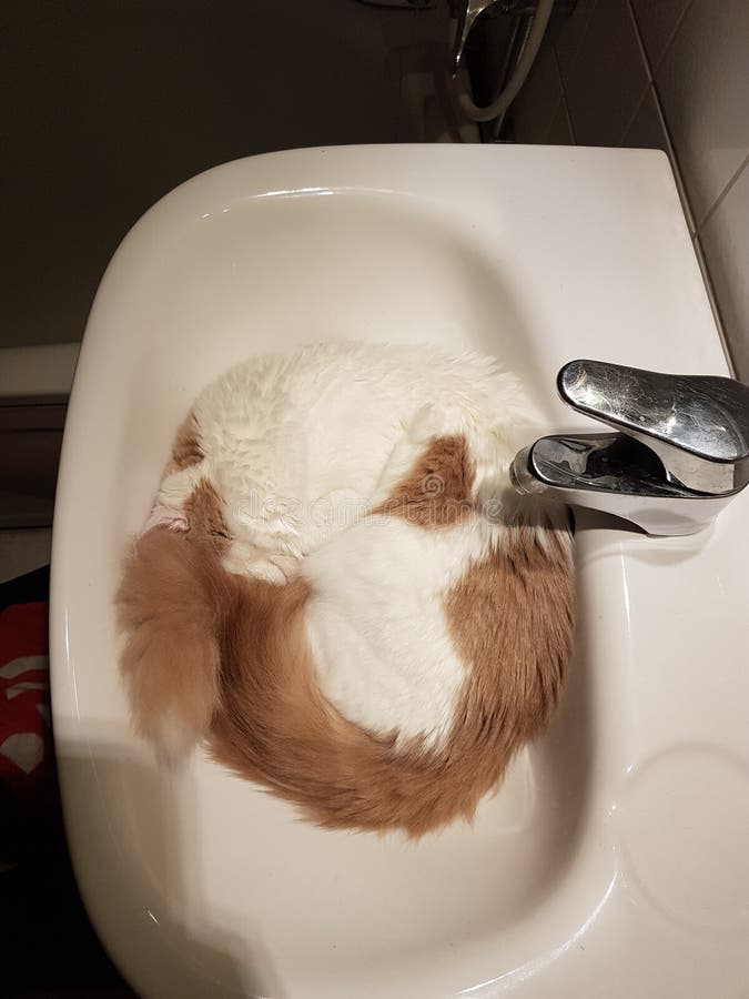 Sleeping kitten stock photo. Image of sleeping, cute 106609456