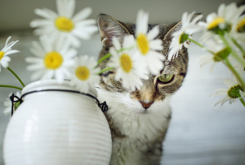 Cat and Daisy Flowers stock image. Image of eating, blossom 43214081