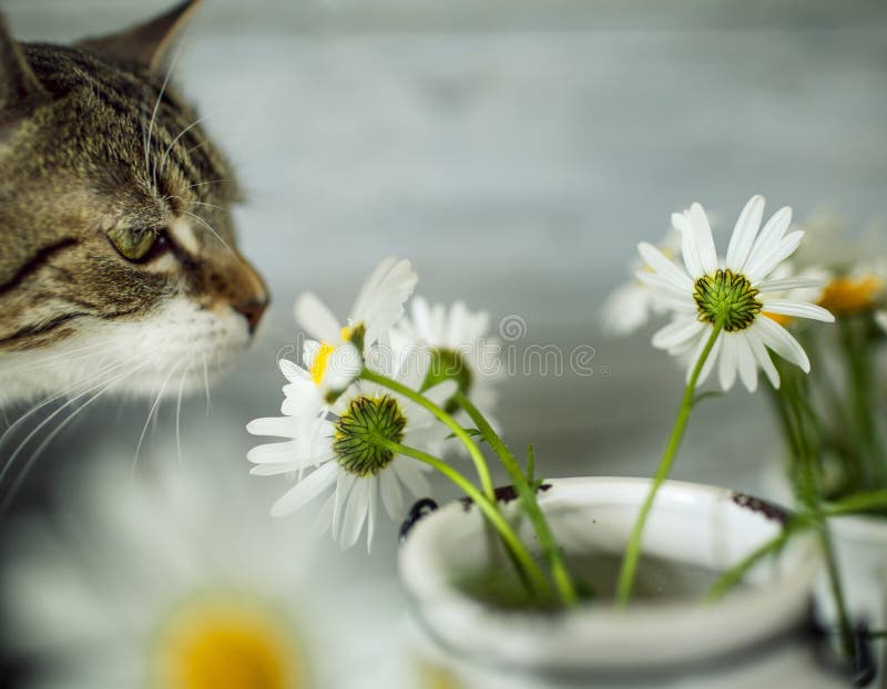 Cat and Daisy Flowers stock image. Image of portrait 43214083