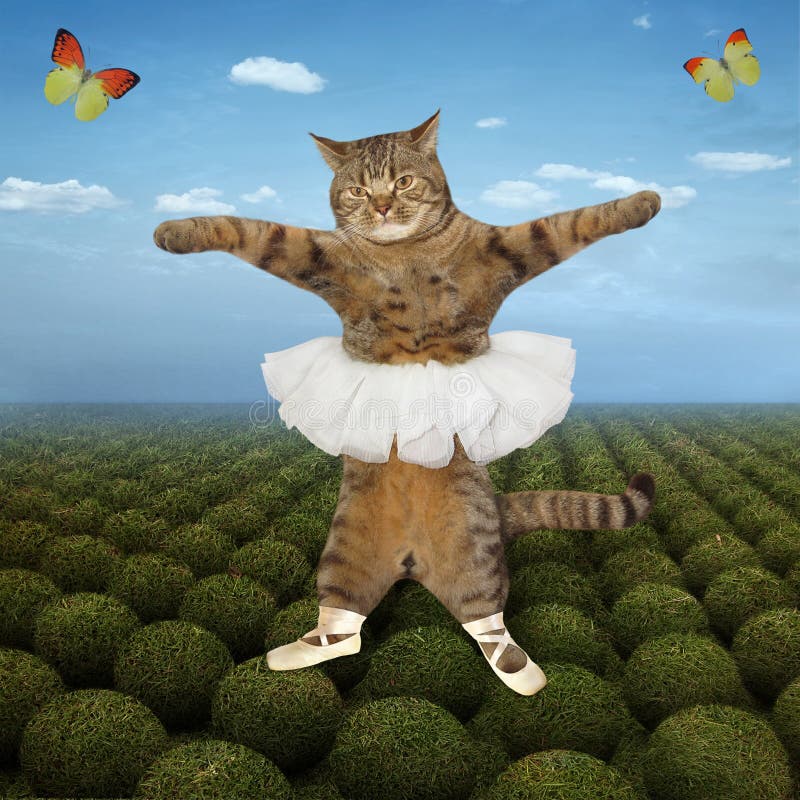 Dancing Cat