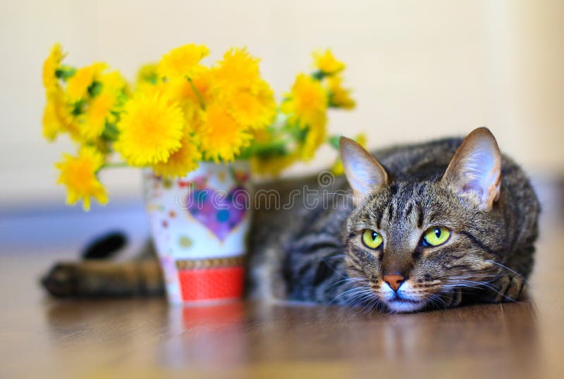 Cat and dandelions stock image. Image of cute, yellow 54079549