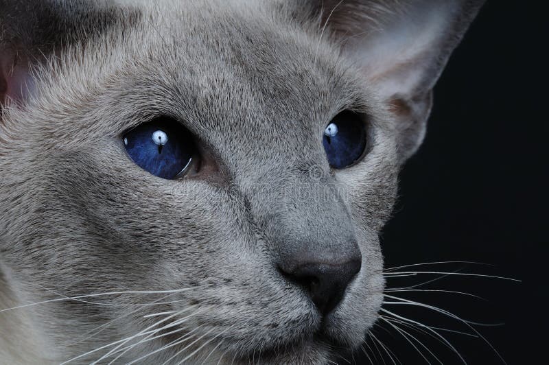 Bleu chat yeux Les 12