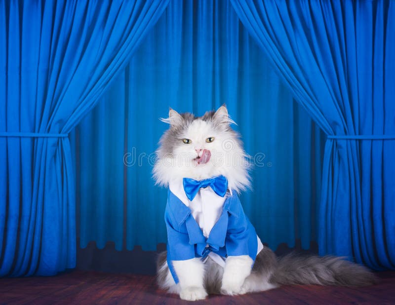 Cat in a dark blue jacket and tie on stage royalty free stock photo Cat in a dark blue jacket and tie on stage royalty free stock photo