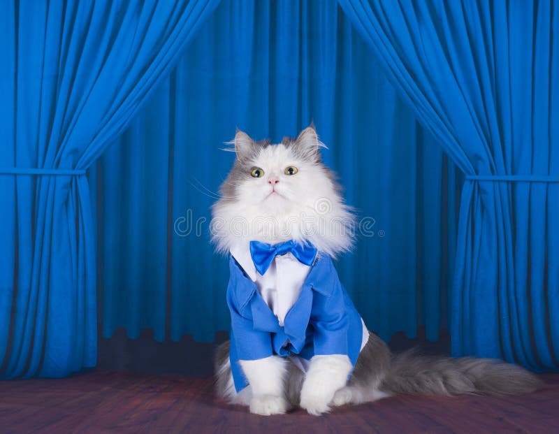 Cat in a Dark Blue Jacket and Tie on Stage Stock Photo - Image of cupid,  important: 51265304