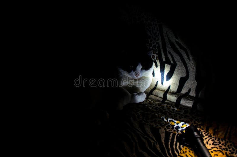 Cat in the dark room stock photo. Image of dark, bore - 114555382