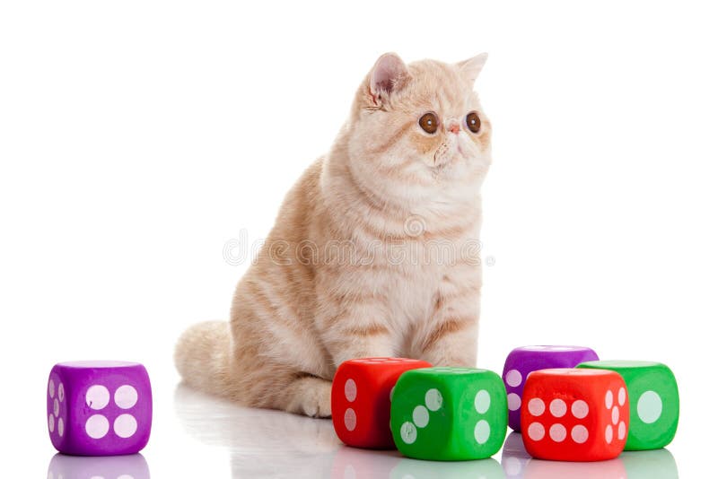 Cat with dices isolated on white backgroud pet toys