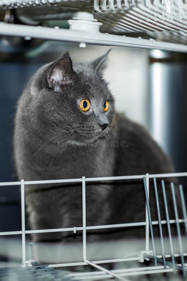 The cat in the dishwasher stock image. Image of stainless 62161527
