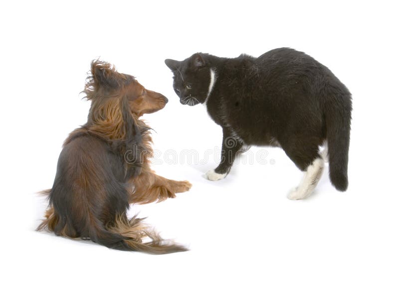 Download Cat and dog stock image. Image of friends, animal, kitty - 1010027