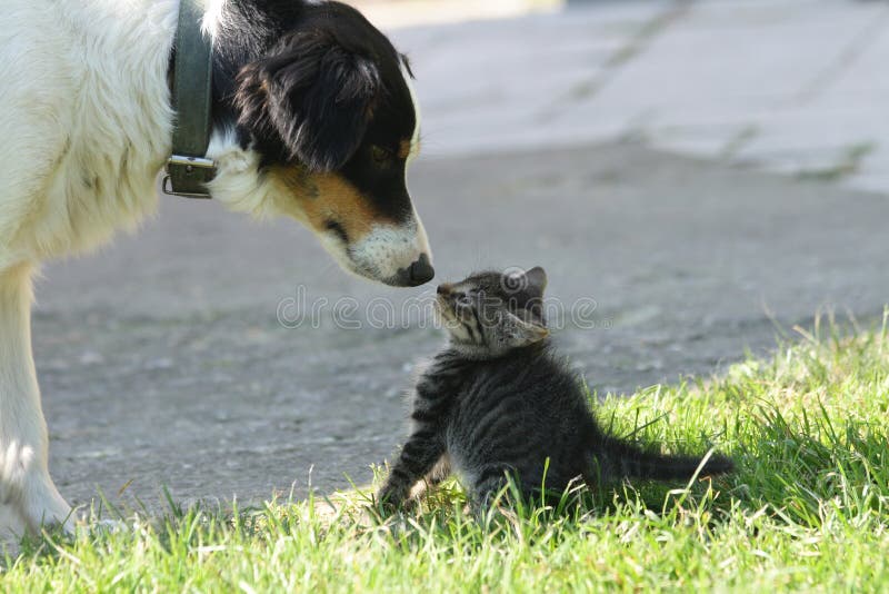 Cat and dog