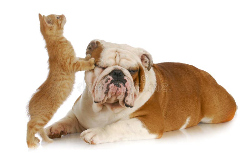 Cat and dog stock image. Image of isolated, smelling 19554325