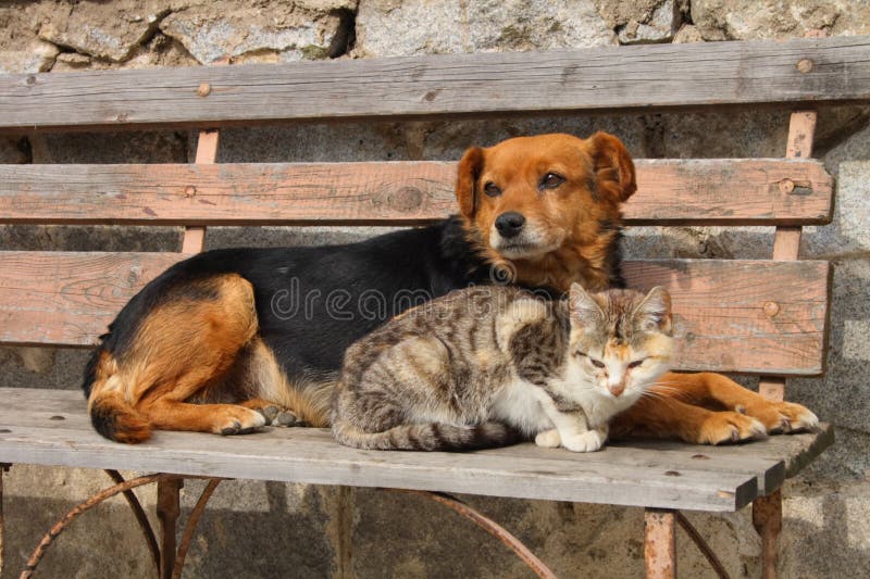 Cat and dog