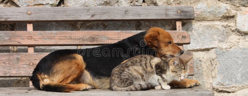 Cat and dog