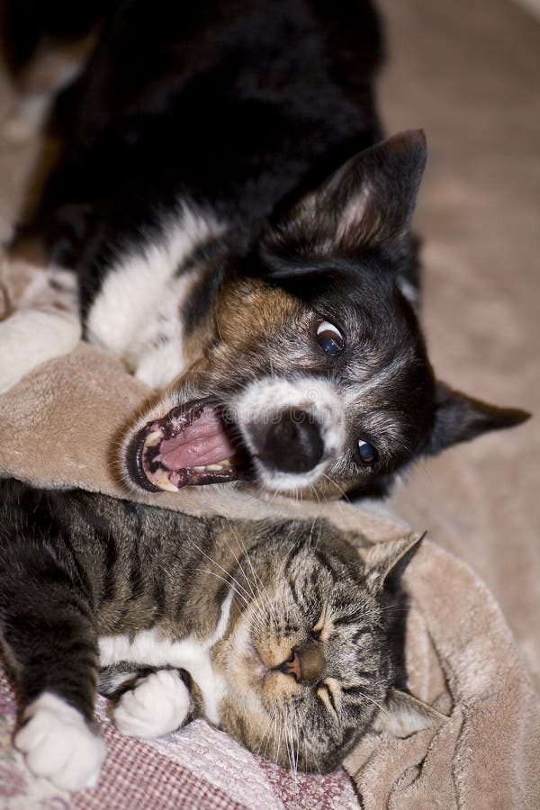 Cat and Dog